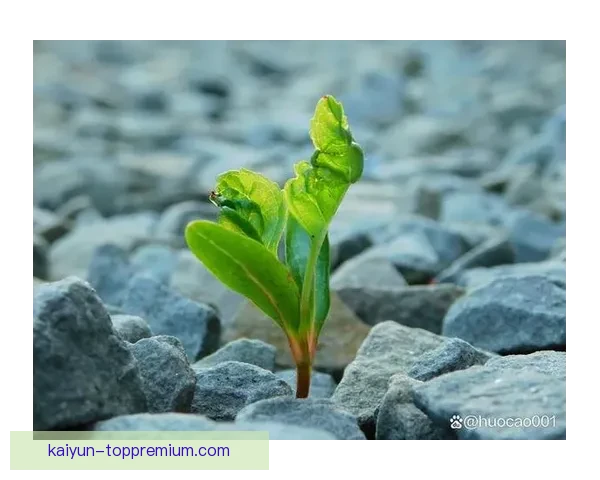 Lautaro揭示逆境中的坚韧与成长，状态回暖值得关注